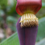 Blüte eines Bananenbaums