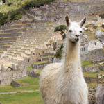 Lama mit Machu Picchu