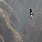 Colca Canyon Kondor
