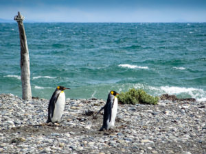 Königspinguine