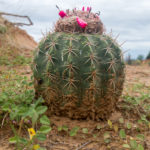 der Kaktus als solches