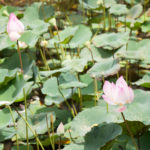 die Lotusblumen sind hier zahlreich vertreten